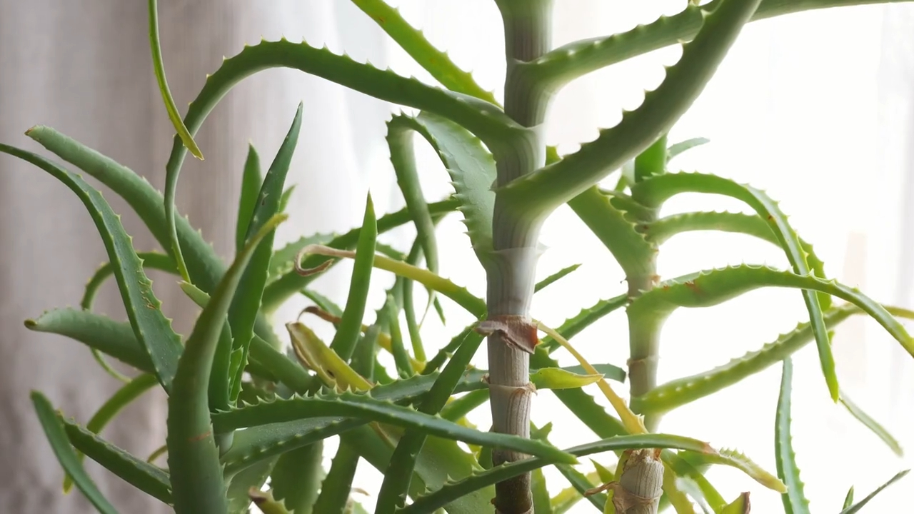 Aloe vera je poznata po lekovitim svojstvima i zaštiti od negativne energije, poboljšavajući zdravlje.